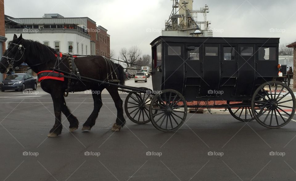 Amish horse and buggy 