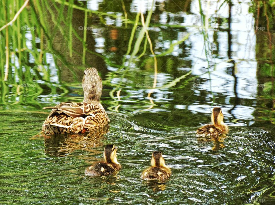 Mother Duck And Her Ducklings
