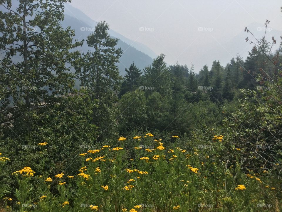 Wild flowers on the Mountainside in Manning Park 