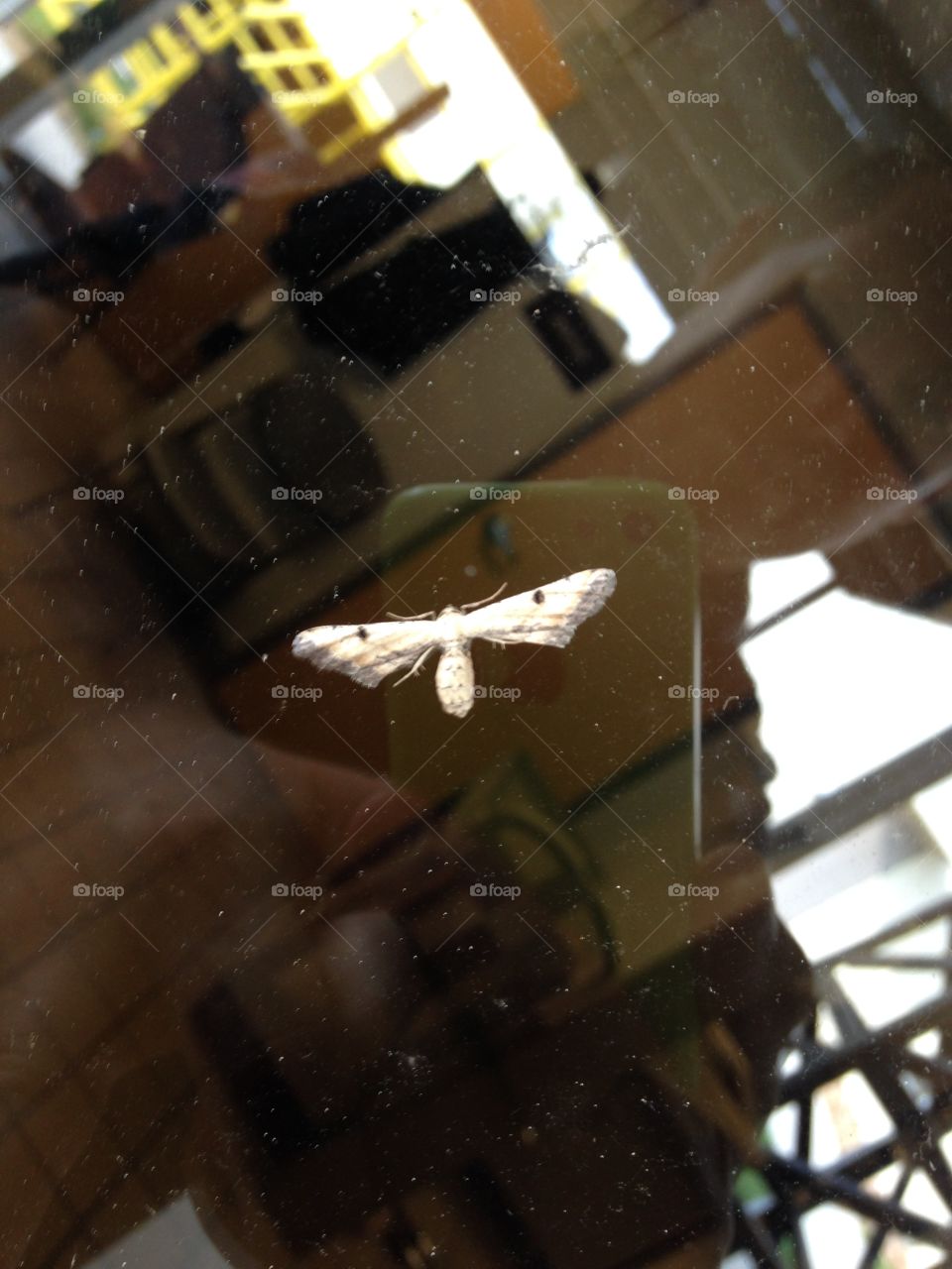 Moth on window