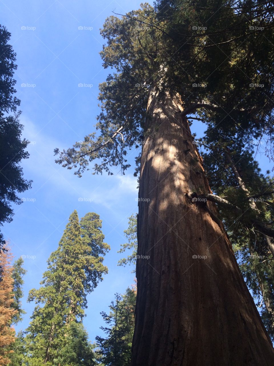 Tree, Wood, No Person, Conifer, Sequoia