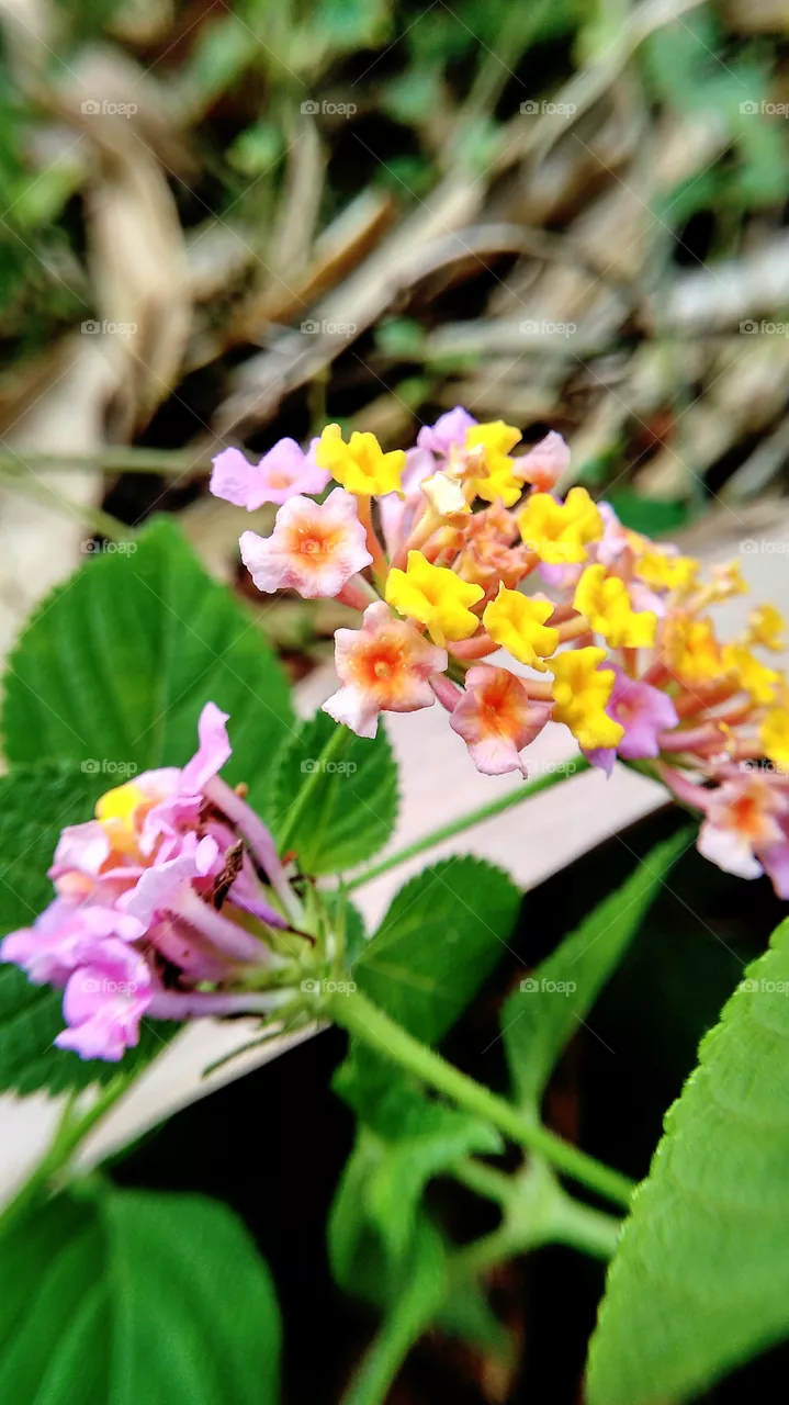 flower