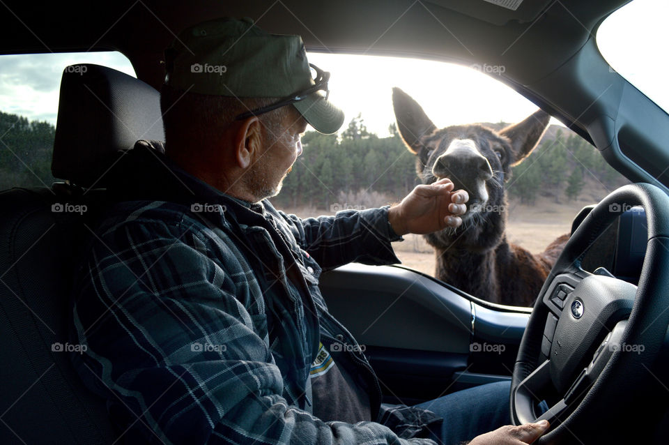 My husband lets the donkey smell his hand during our drive through Custer State Park in South Dakota. 