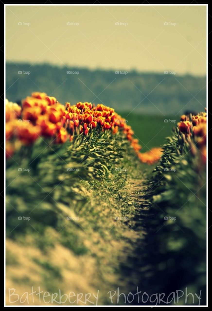 Tulip fields