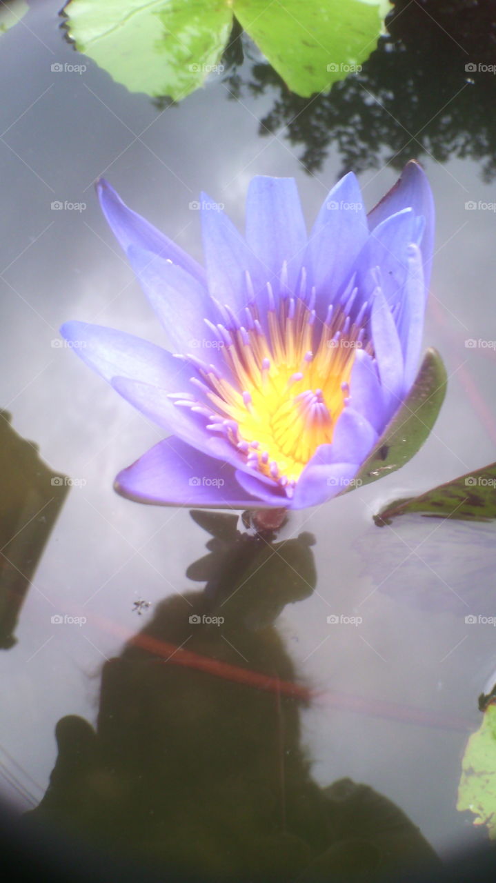 Flower, Lotus, Pool, Lily, Leaf