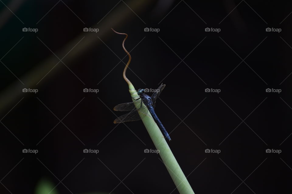 blue colour dragonfly on tender banana leaf