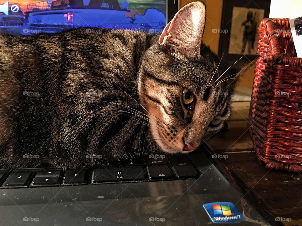 Computer cat