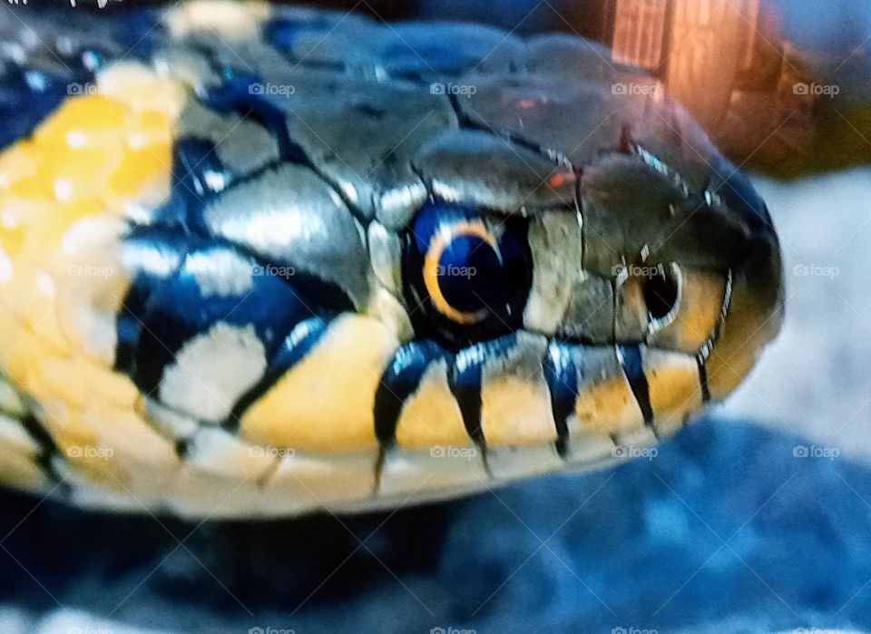 one snake photography