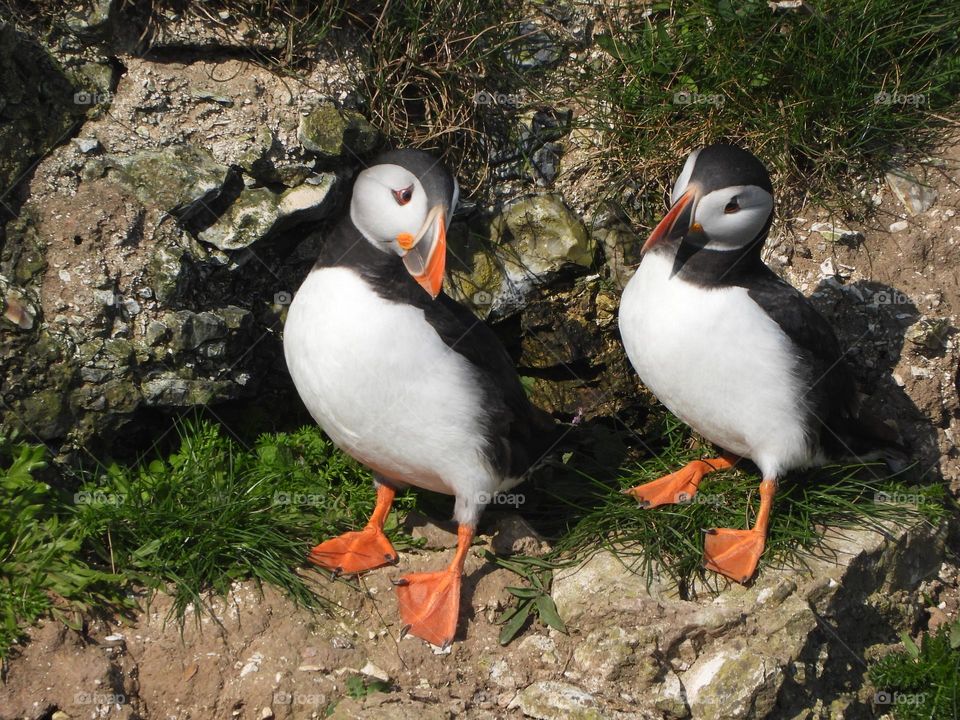 Puffins on a cliff