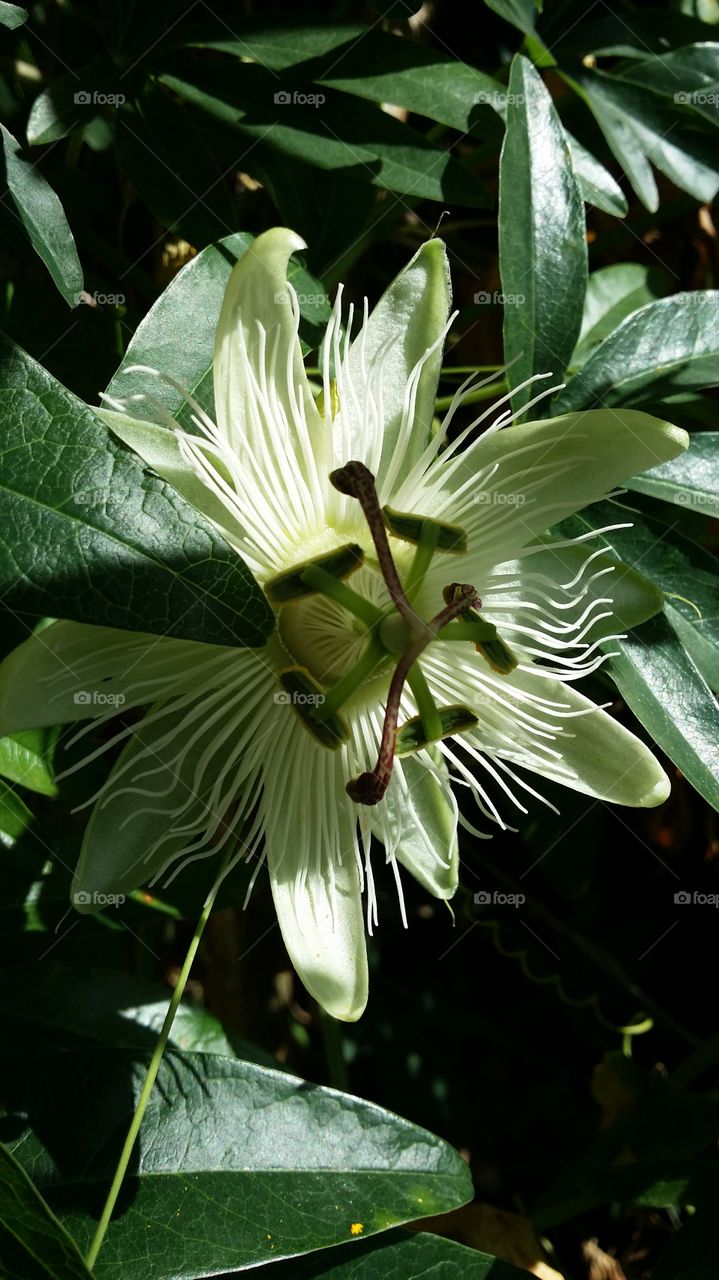 passiflora