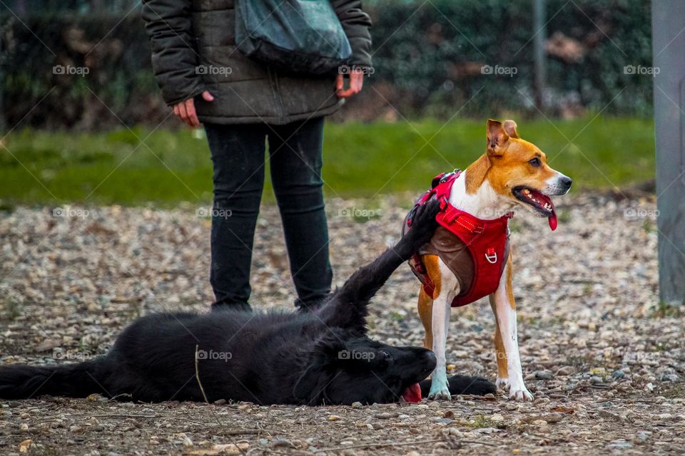 Taking dog for the walk