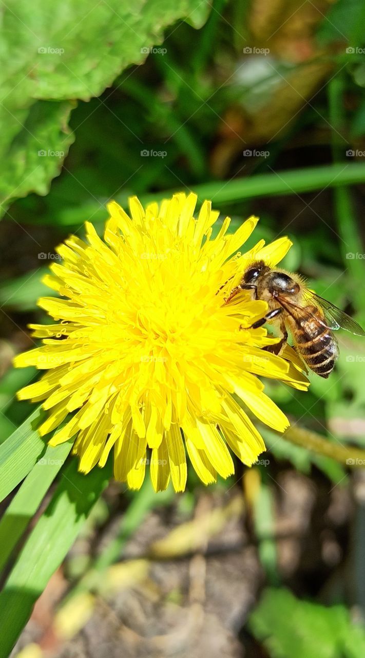 A beatiful Honey Bee collecting nectur from Blossomed flowers in a Garden