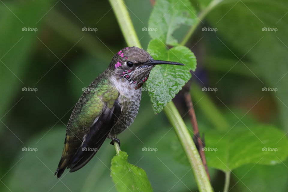 Pretty hummingbird perching on a rainy day 