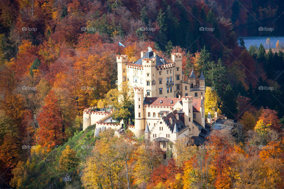 Autumn trees and schloss hohenschwangau