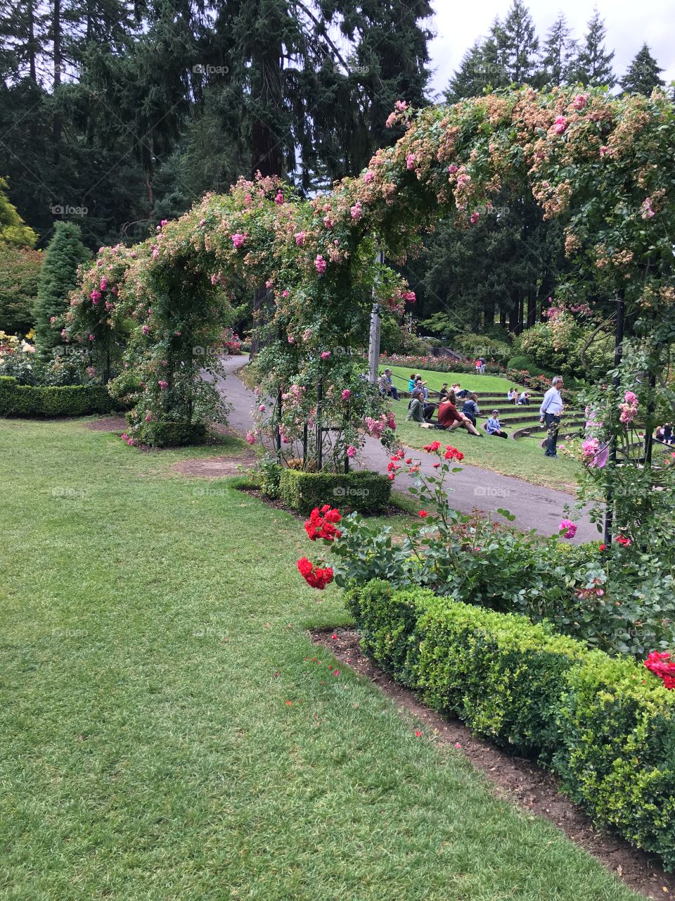 Rose Garden in Portland, Oregon