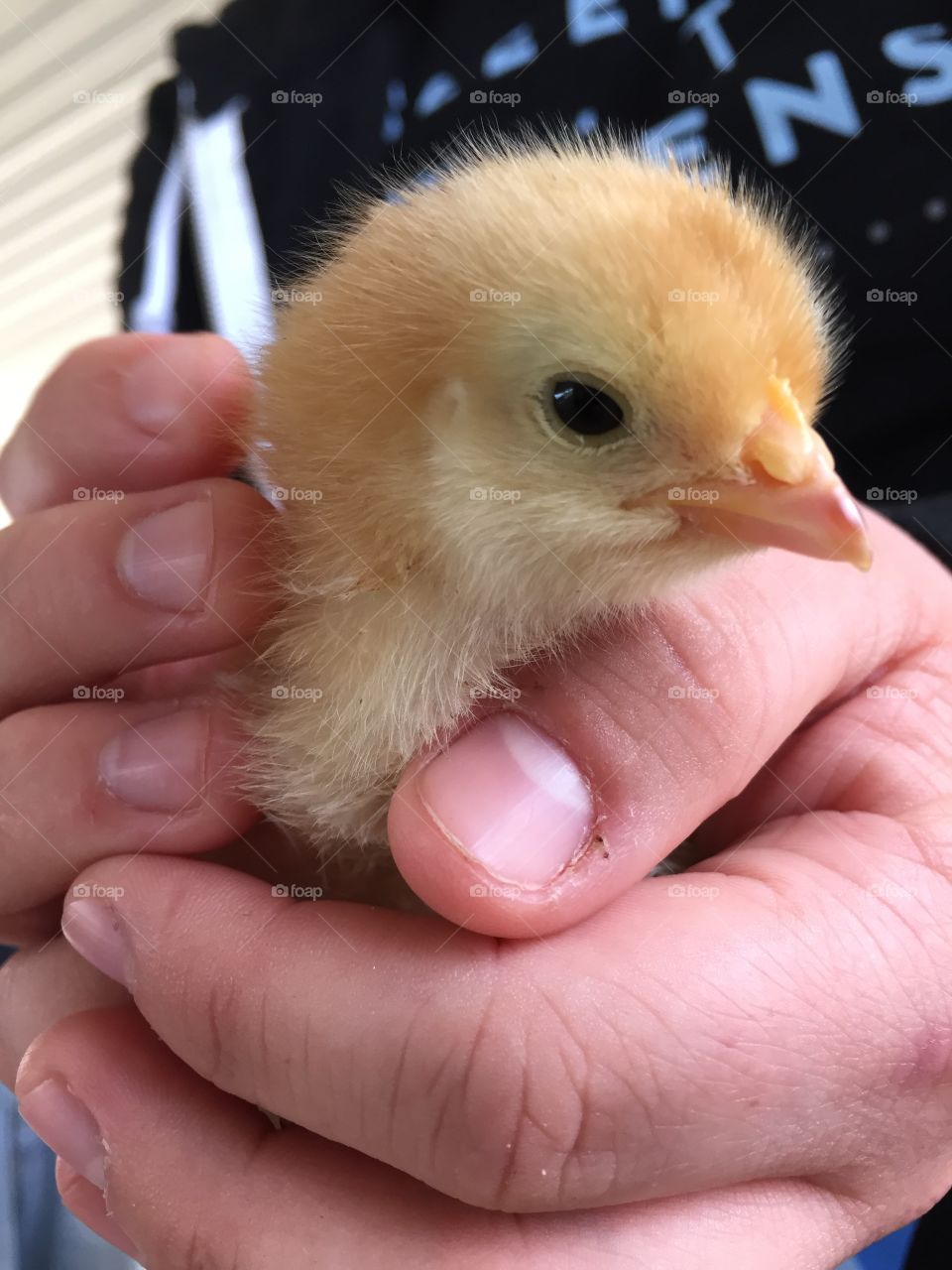 Close-up of hand holding chick