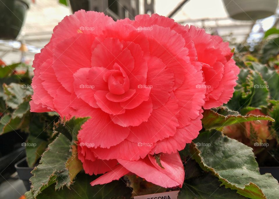 begonia