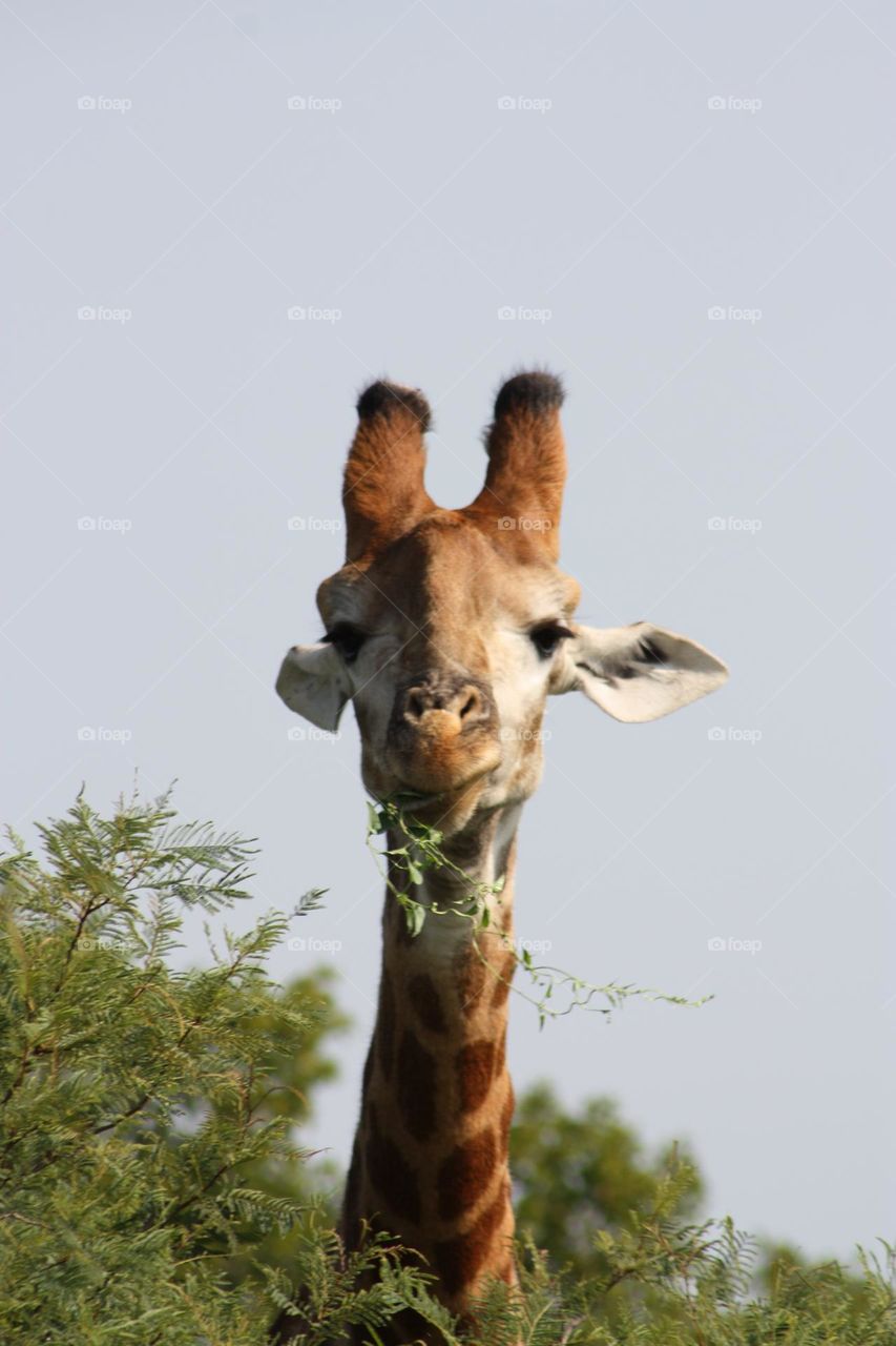 Hi there. Giraffe.