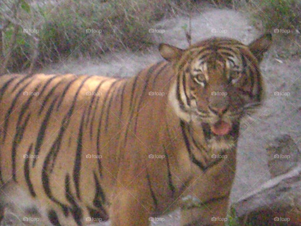 Big Tiger Cat