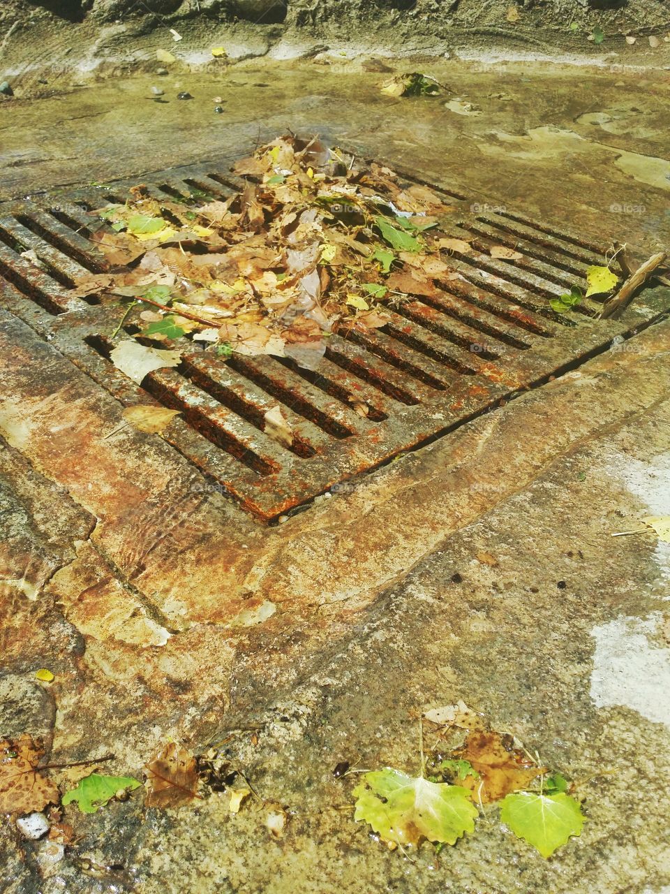 Clog. We finally got a little rain