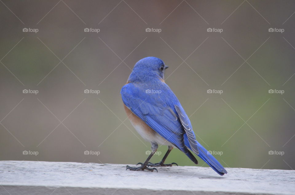 blue bird