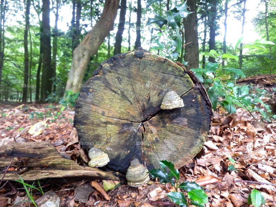 Fallen tree