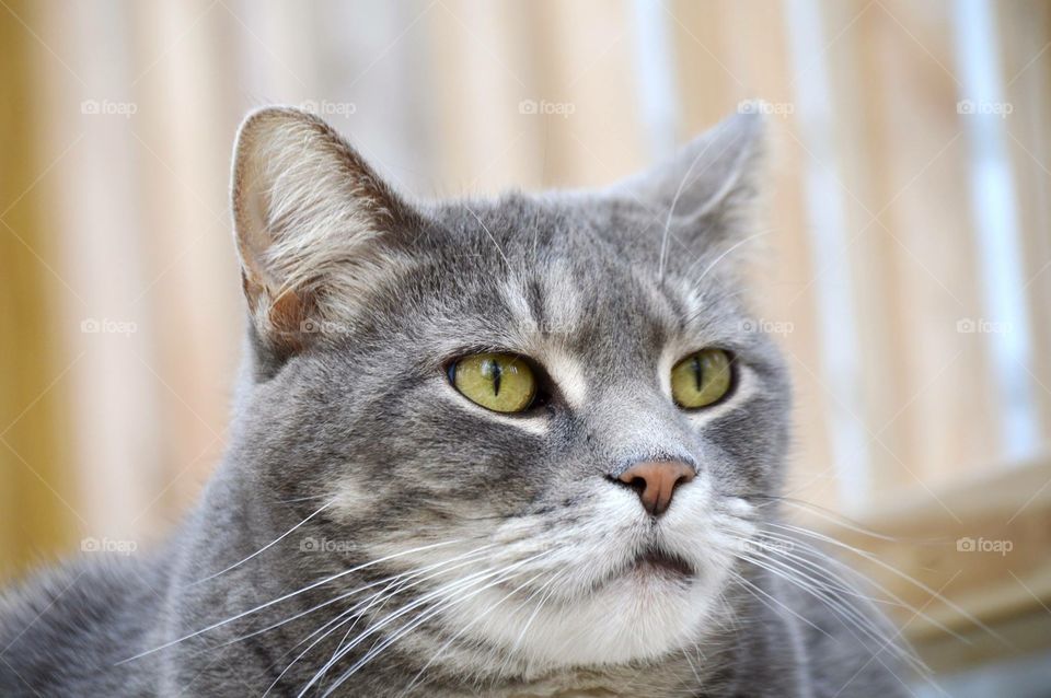 Cute gray cat portrait