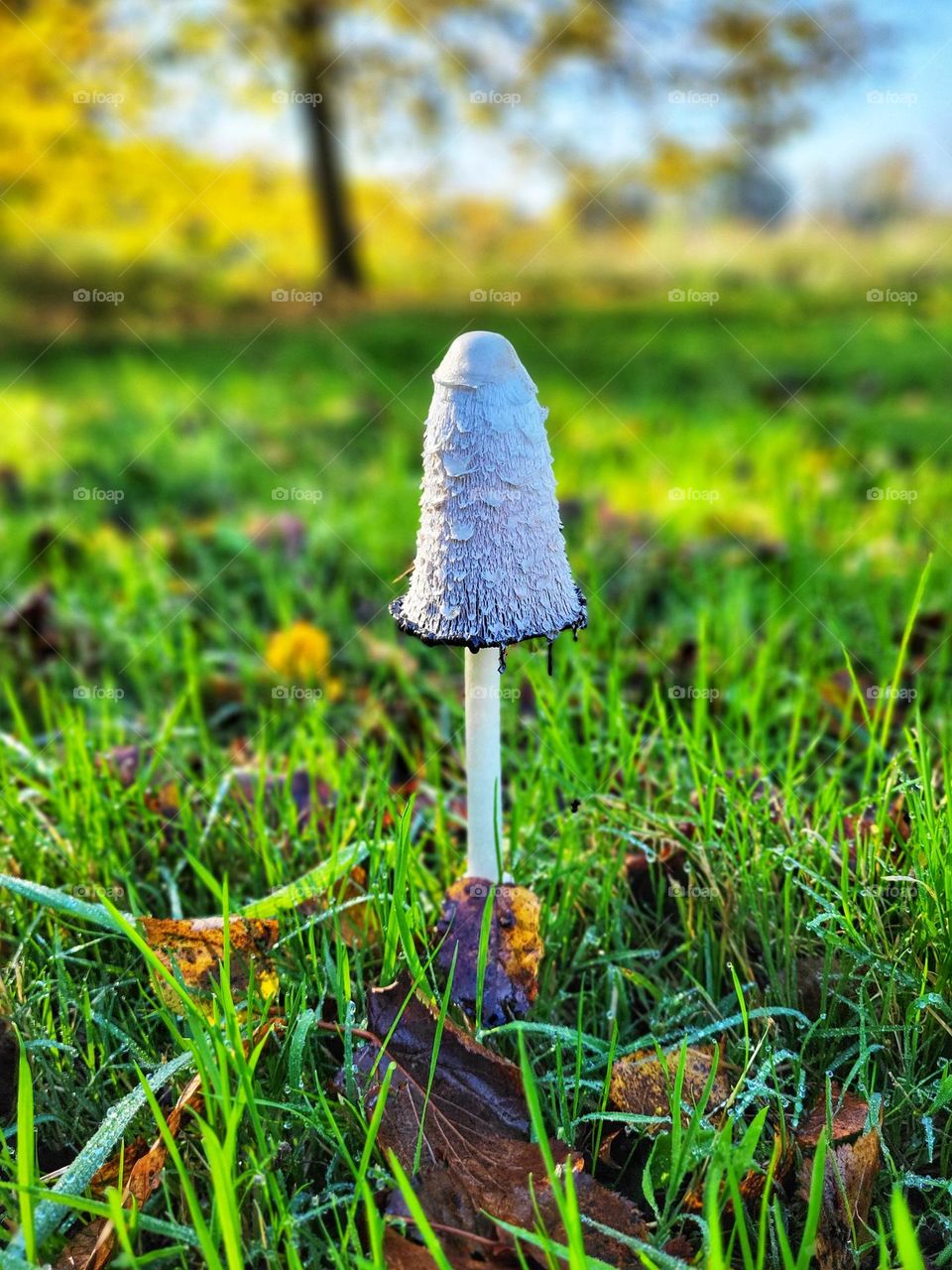 Mushroom standing strong on a twenty degrees sunny day at the end of october in the Netherlands