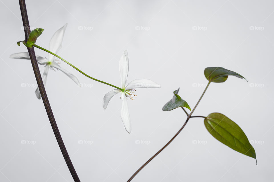 Snowdrift or Clematis armandii. White clematis also Chinese clematis.