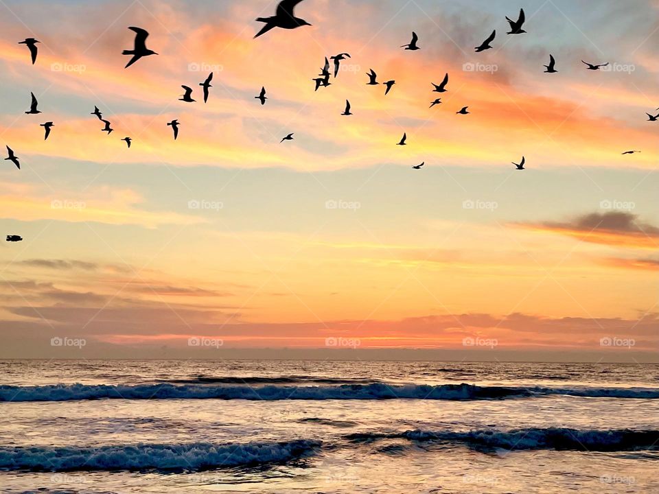 Sunset flock