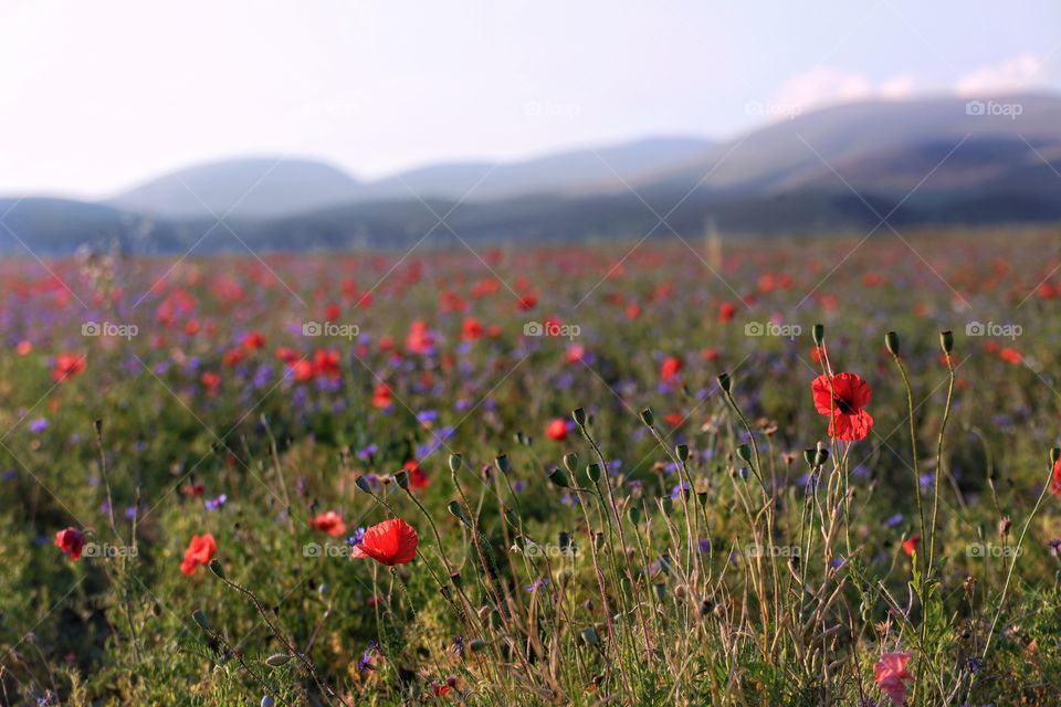 Poppy field