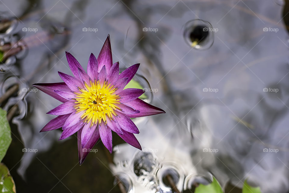 Beautiful Purple lotus and shadow reflected in the water