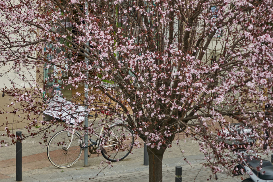 Cherry tree in the city