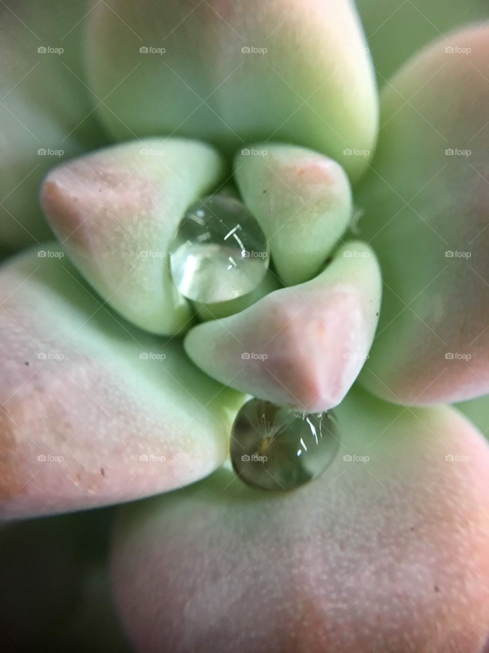 Succulent cactus with water droplets. 