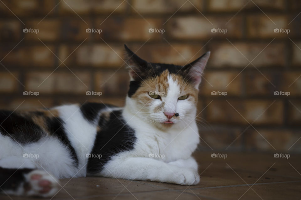 Portrait of a sleepy cat