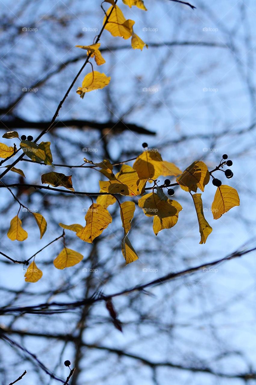 Autumn leaves