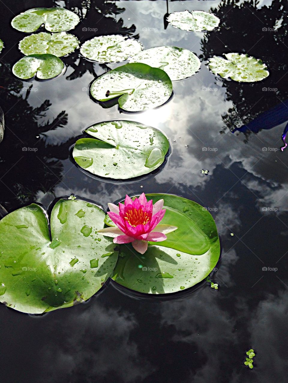 Lily pad on river