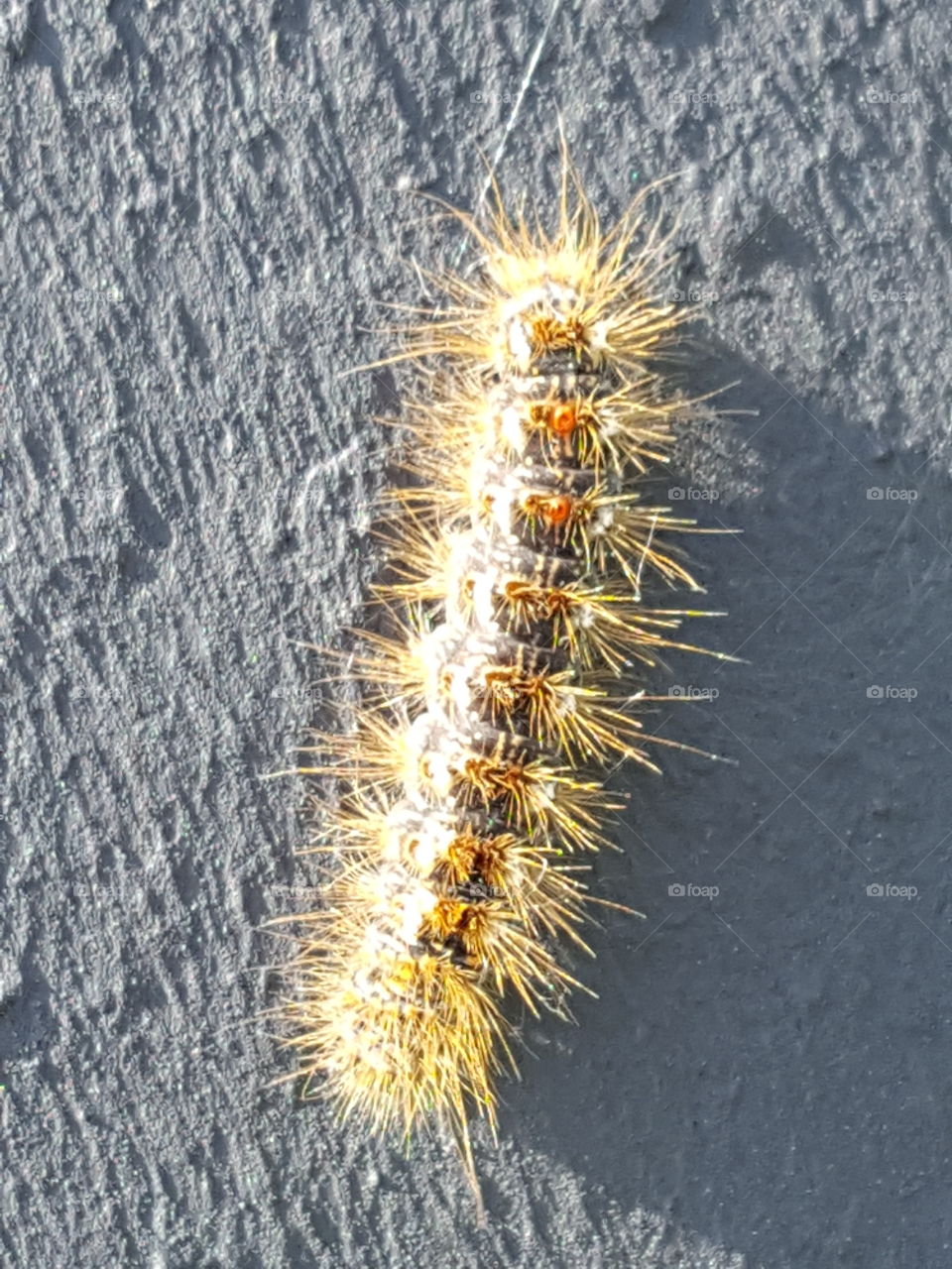 caterpillar