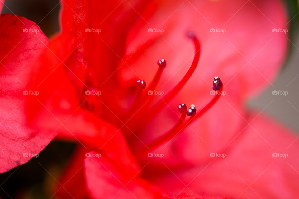 Beautiful red flower close up - love the simplicity of this image with vivid red