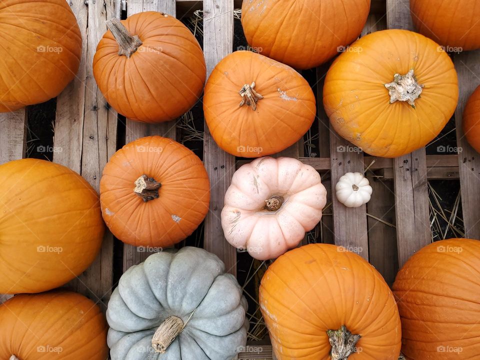 Pumpkins of all shapes, sizes and colors!