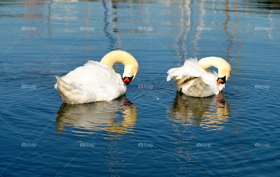 two white swans swimming in the blue sea