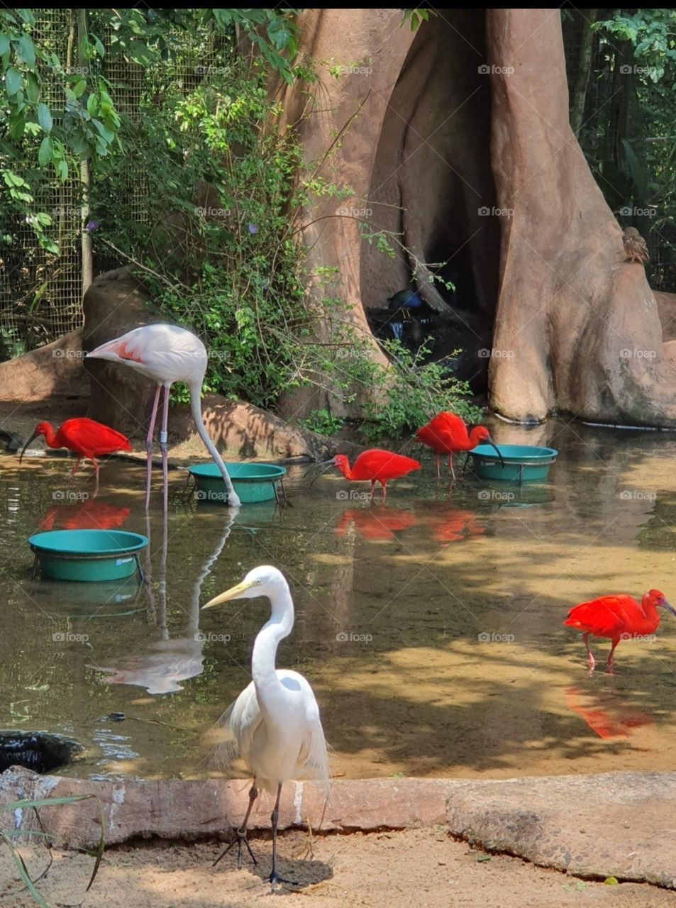 Flamingos