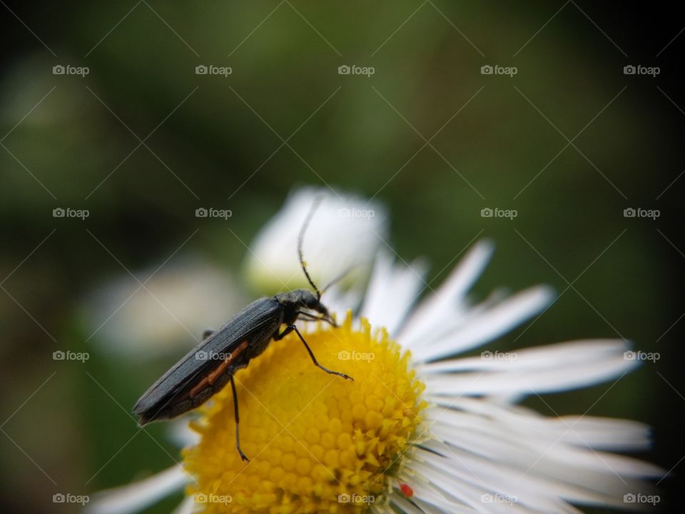 Insect on daisy