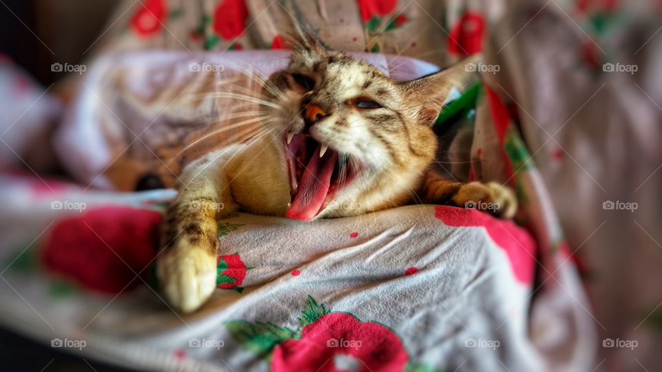 Gato abrindo a boca, preguiçoso descansando na poltrona.