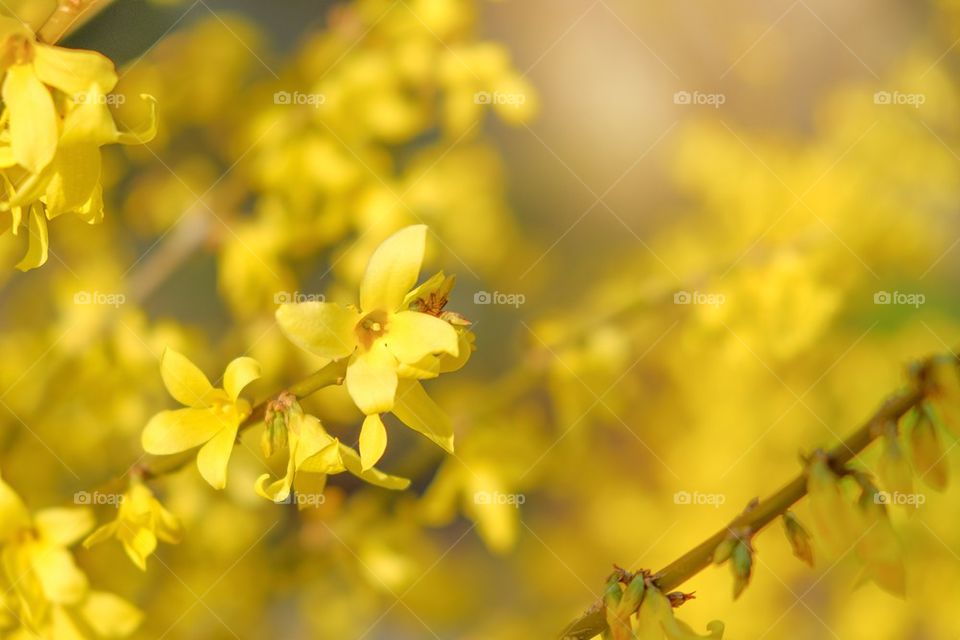 Yellow bush