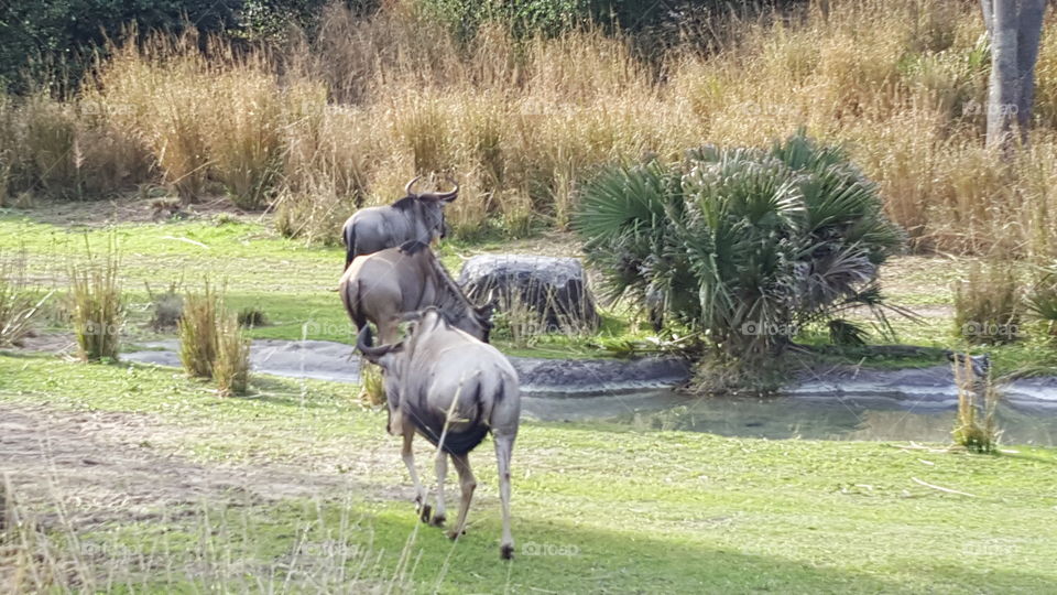 A herd of Wildebeest roam the plains at Animal Kingdom at the Walt Disney World Resort in Orlando, Florida.