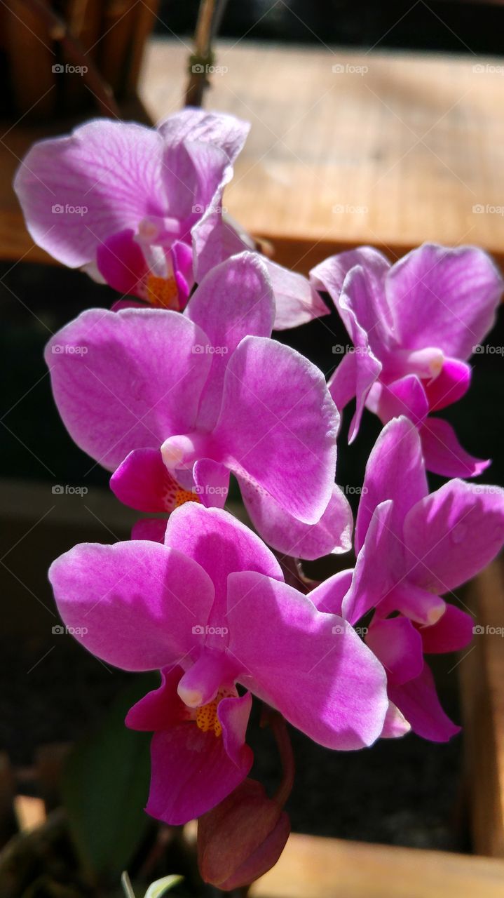 Orchid