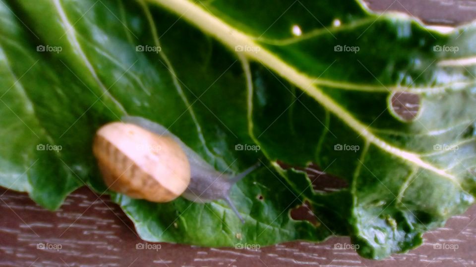 snail