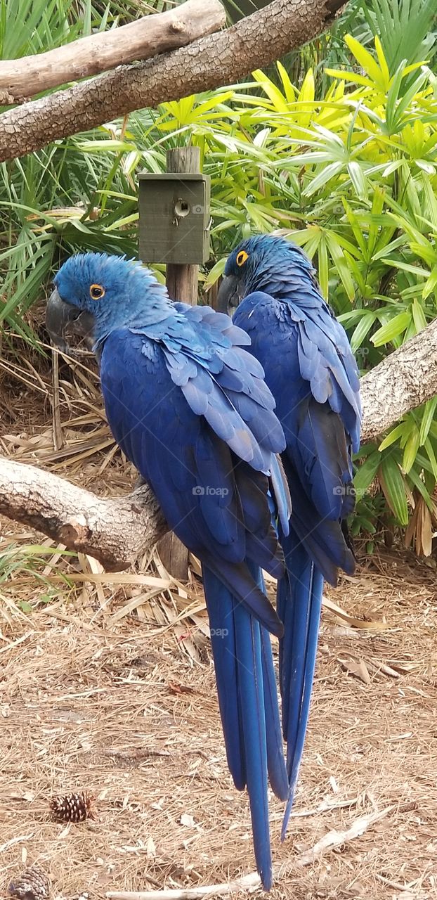 blue birds