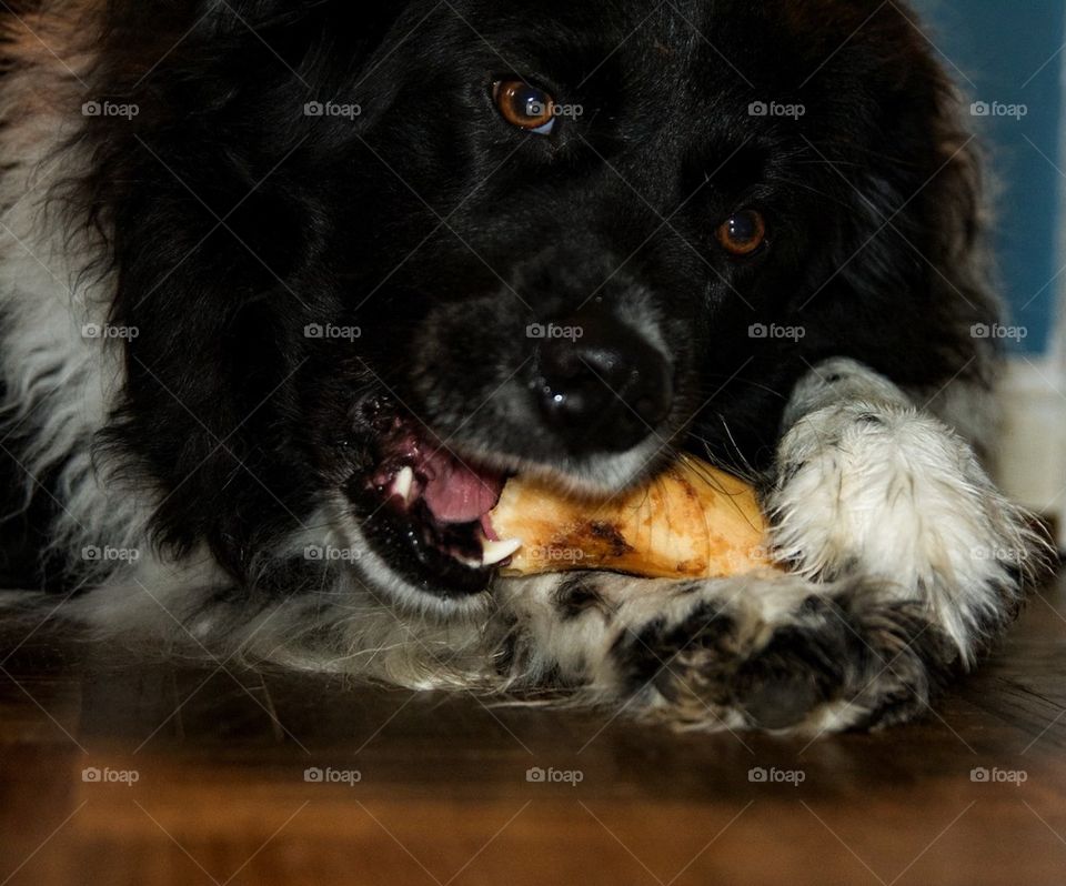 Dog Eating Bone